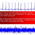 Inflammation Theory of Muscle Growth