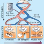 Calculating Metabolic Rate – How To REALLY Do It