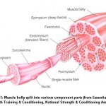 How Do Muscles Grow? Uniform versus Non-Uniform Muscle Growth